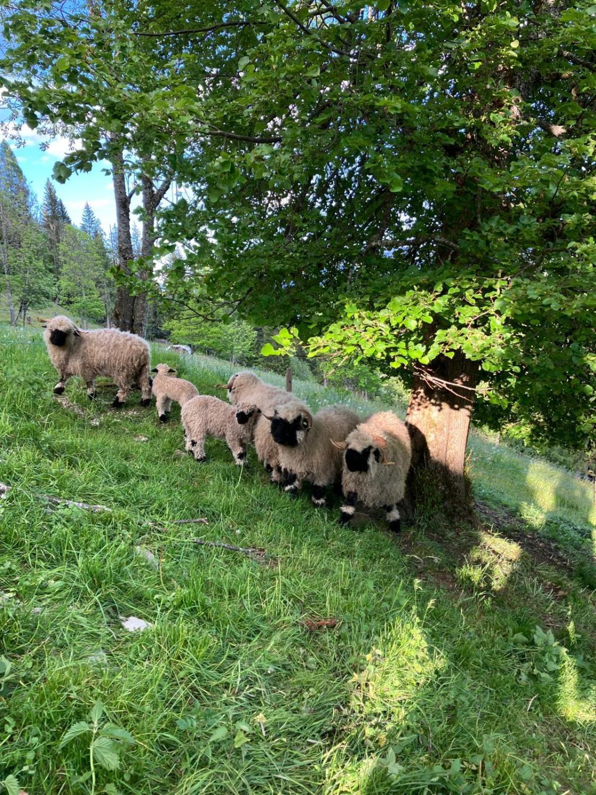Bergchalet Am Hochkoenig Mühlbach am Hochkönig 外观 照片